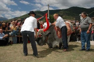 Toro In Ginocchio