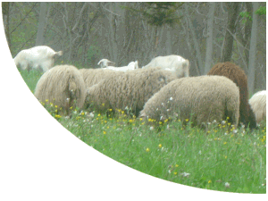 Gregge di pecore