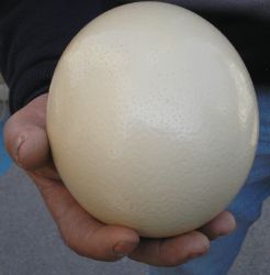 Uovo di struzzo