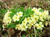 Fiori gialli