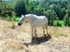 Cavallo