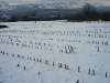 Nevicata