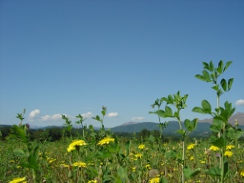 Amatrice primavera