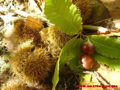 I frutti dell'autunno, le castagne&nbsp;6