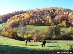In autunno, mucche al pascolo.