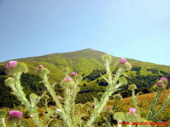 Pizzo di sevo da Macchie Piane.
