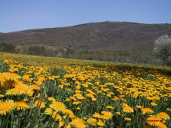 La primavera&nbsp;17